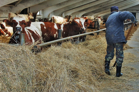 Акционерное общество «Заря» является племенным заводом по разведению крупнорогатого скота айрширской породы. Молочное производство.
