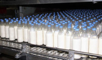ММК «Сагопшинский» станет главным производителем молока и мяса в республике
