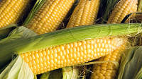 Назрановский район станет главным в производстве кукурузы на зерно